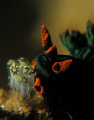   Feeding Nembrotha kubaryana shot sand 10m shore dive East Timor TimorLeste. TimorLeste largely unexplored paradise divers most sites dives. (Timor-Leste). (Timor-Leste) (TimorLeste). (Timor Leste). Timor-Leste Leste dives  